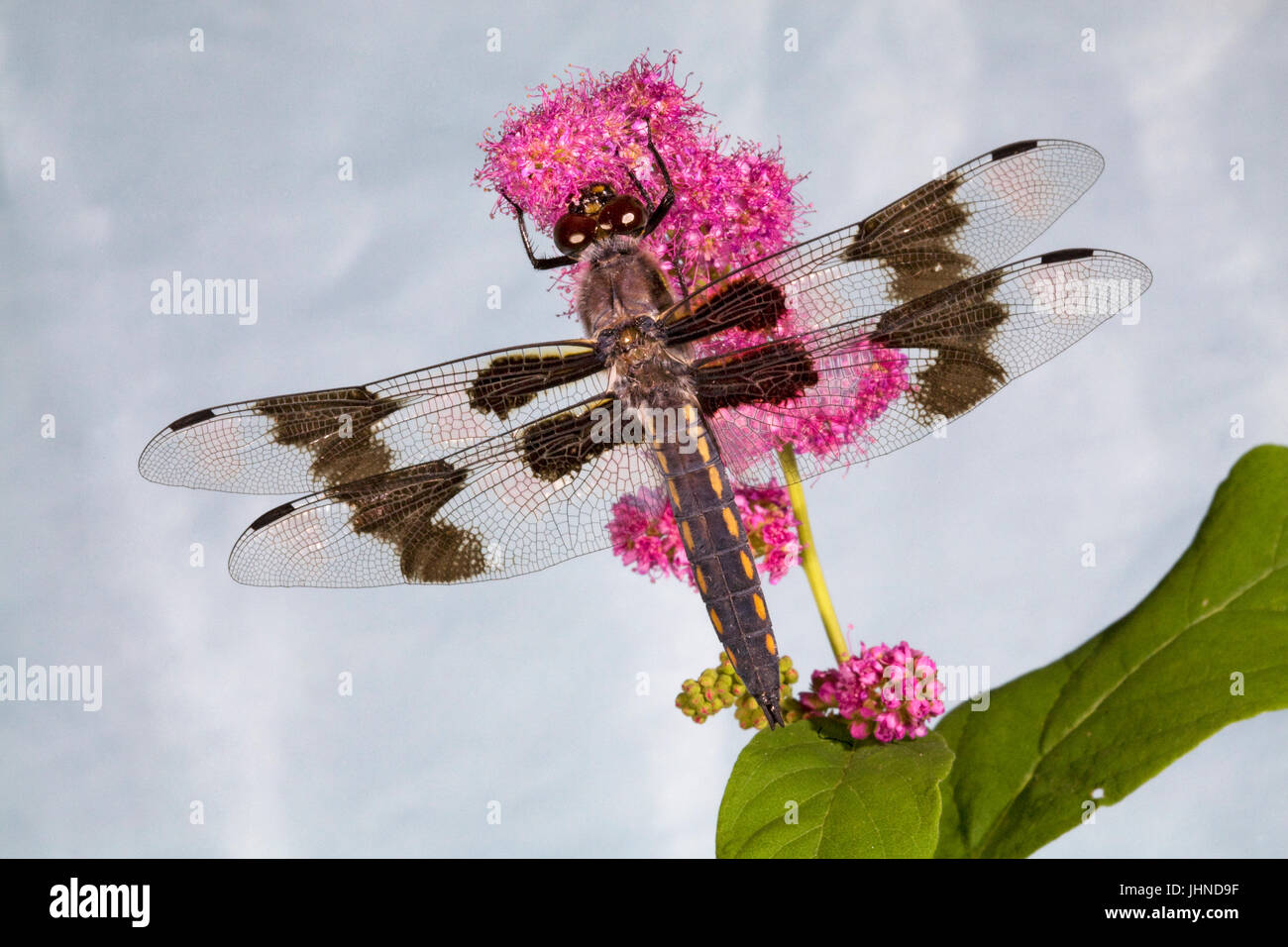 Un otto spotted skimmer dragonfly sbarcati su un millefiori nella cascata montagne di Oregon Foto Stock