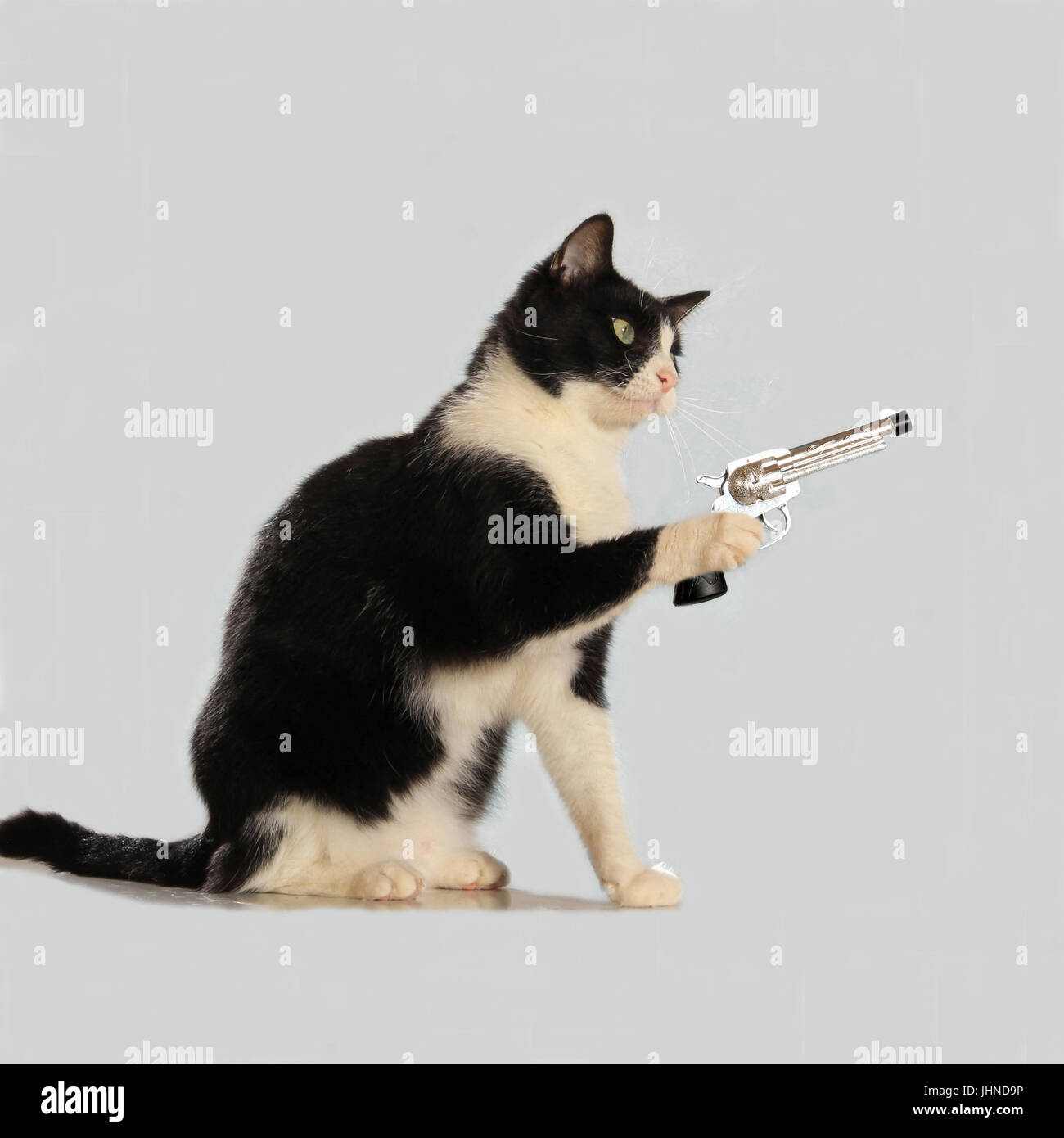 Il gatto domestico, tuxedo in bianco e nero, seduto e in possesso di una pistola nella sua zampe Foto Stock