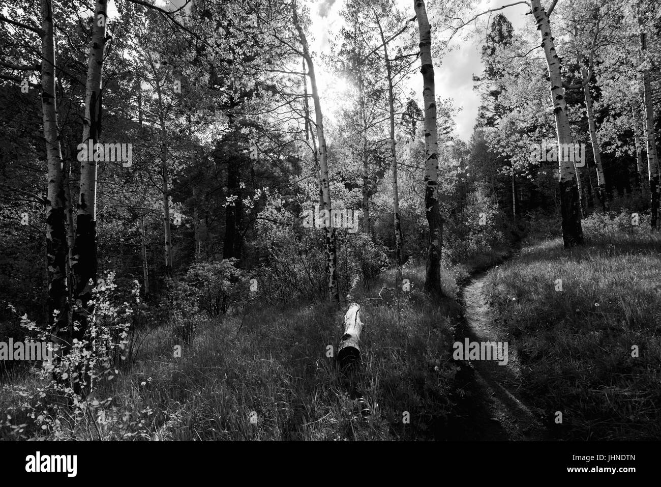 Cave Creek Trail in Cowles, Nuovo Messico Foto Stock