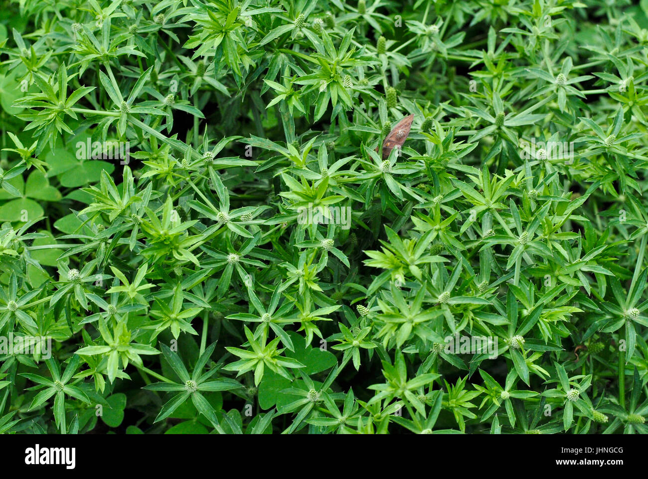 Il coriandolo messicano o lungo il coriandolo (Eryngium foetidum). Parco storico di Guayaquil, Ecuador Foto Stock