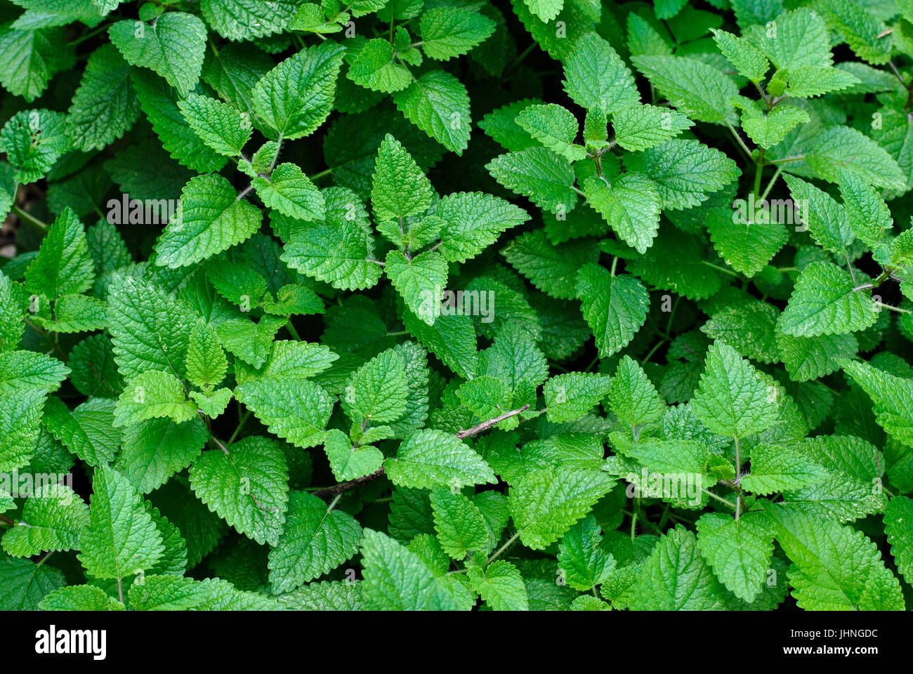 Melissa (Melissa officinalis). Parco storico di Guayaquil, Ecuador Foto Stock