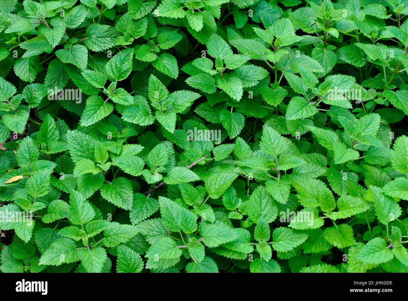 Melissa (Melissa officinalis). Parco storico di Guayaquil, Ecuador Foto Stock