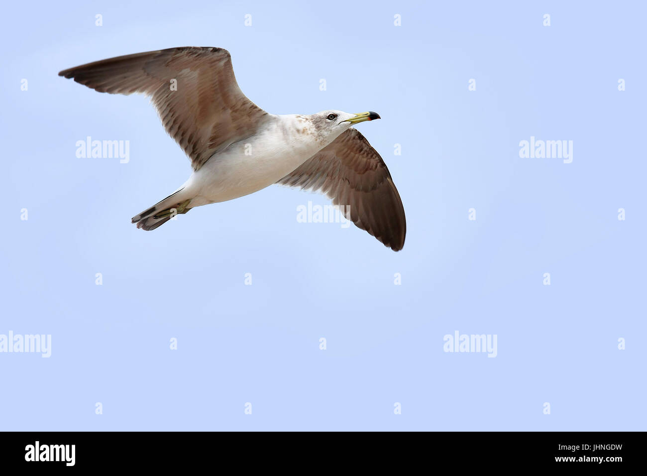 Seagull in volo sfondo ciano con spazio di copia Foto Stock