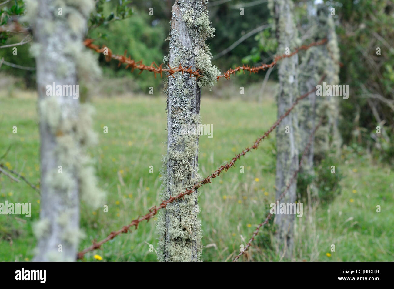 Vecchio arrugginito filo spinato con pali di legno e prato Foto Stock