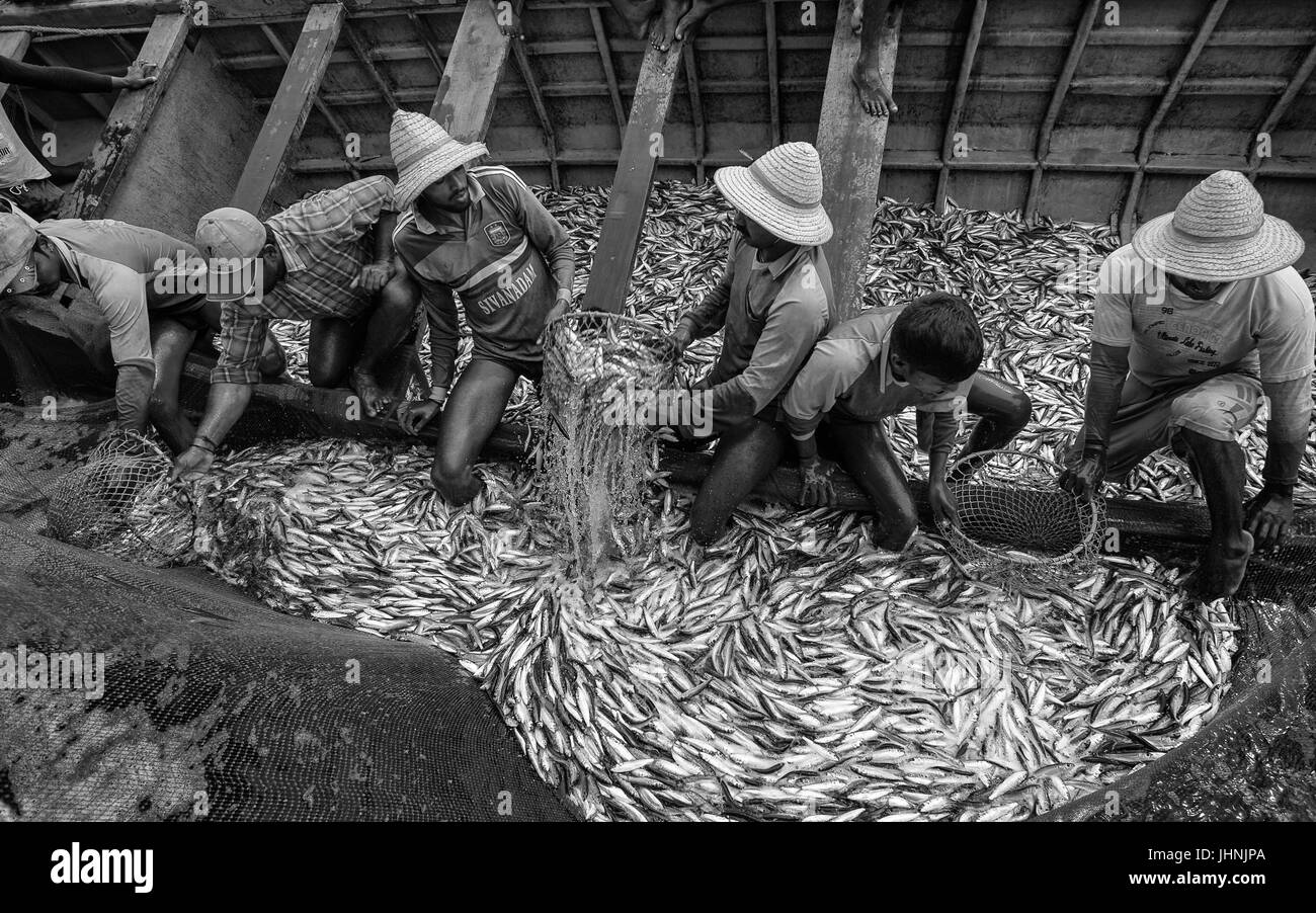 Per i pescatori in mare Arabico il trasferimento delle catture di sardine alla consegna imbarcazioni di trasmettere al mercato vicino a Kannur, Kerala, India. Foto Stock
