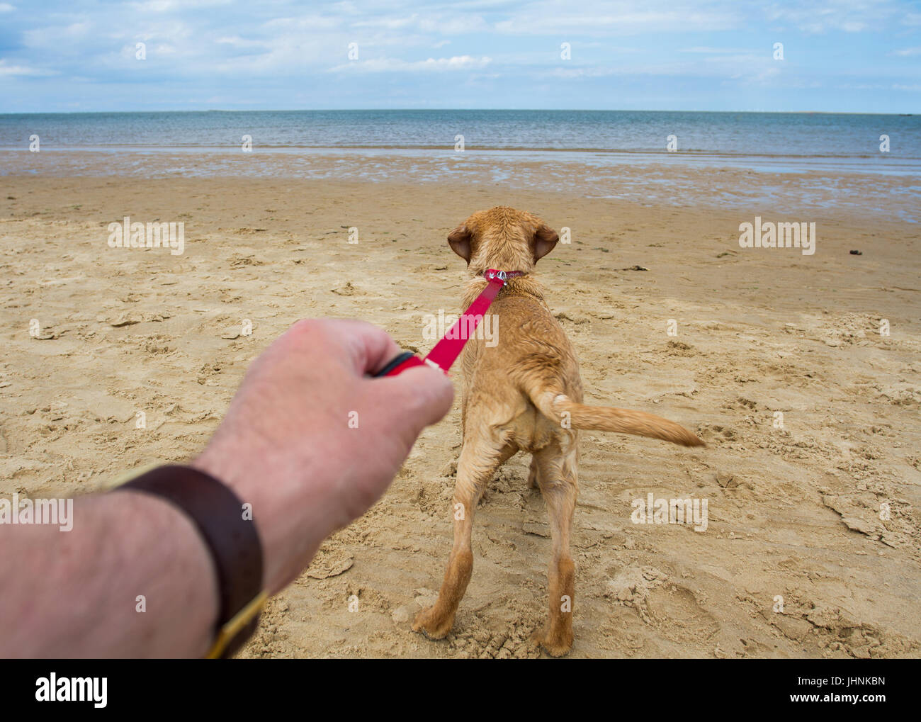 Un punto di vista immagine di un giallo labrador retriever cane tirando il disco sul suo guinzaglio in una spiaggia e tirando il suo proprietario verso il mare. Foto Stock