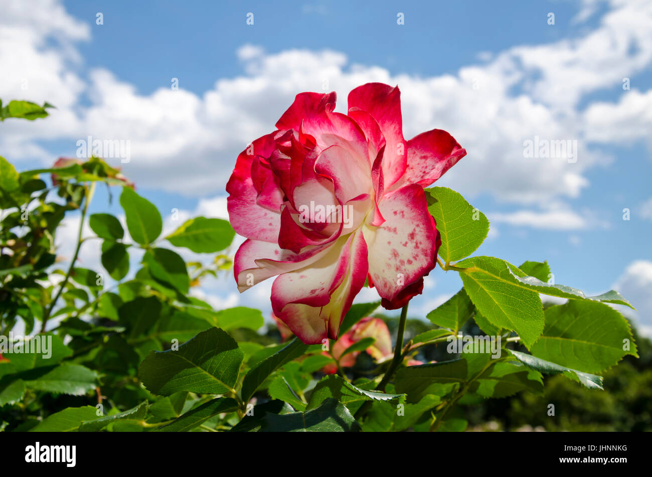 Bel fiore di una fragrante Red Rose sboccia in un giardino estivo contro un cielo blu, close-up Foto Stock