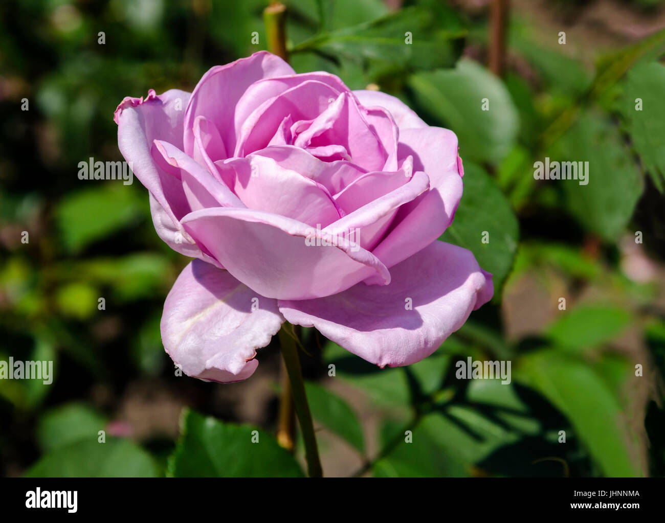 Bel fiore di una fragrante viola Rose sboccia in un giardino estivo contro uno sfondo di foglie verdi, close-up Foto Stock