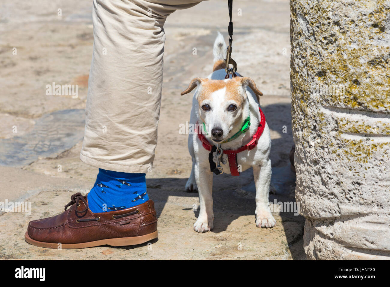 Jack Russell cane sotto le mans le gambe a Lyme Regis, Dorset in luglio Foto Stock