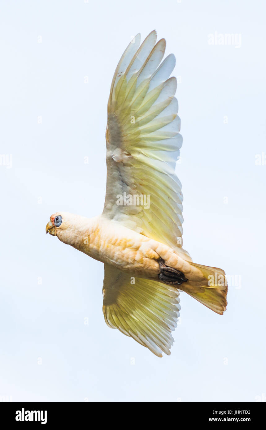 Goffin Cacatua in volo su Byron Bay Foto Stock