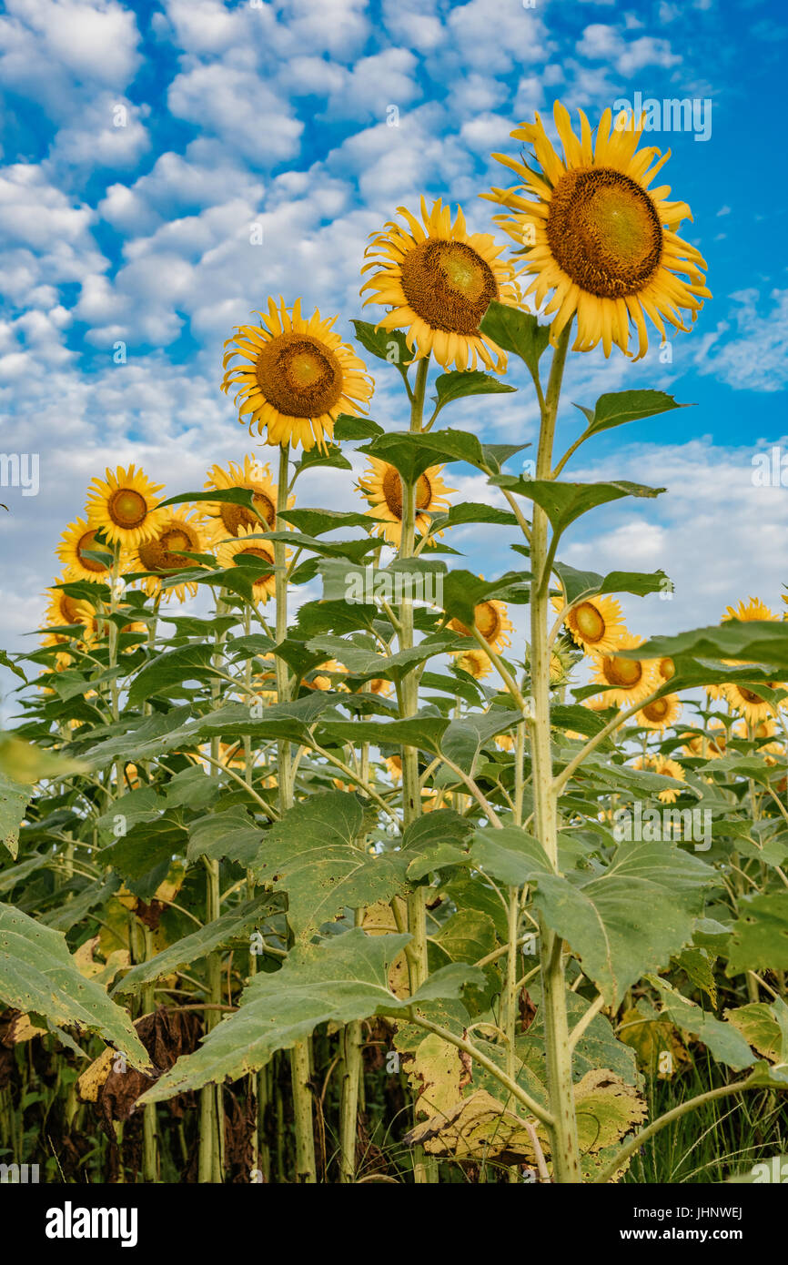 Campo di semi di girasole in piena fioritura nella contea di autauga ALABAMA, Stati Uniti d'America. Foto Stock