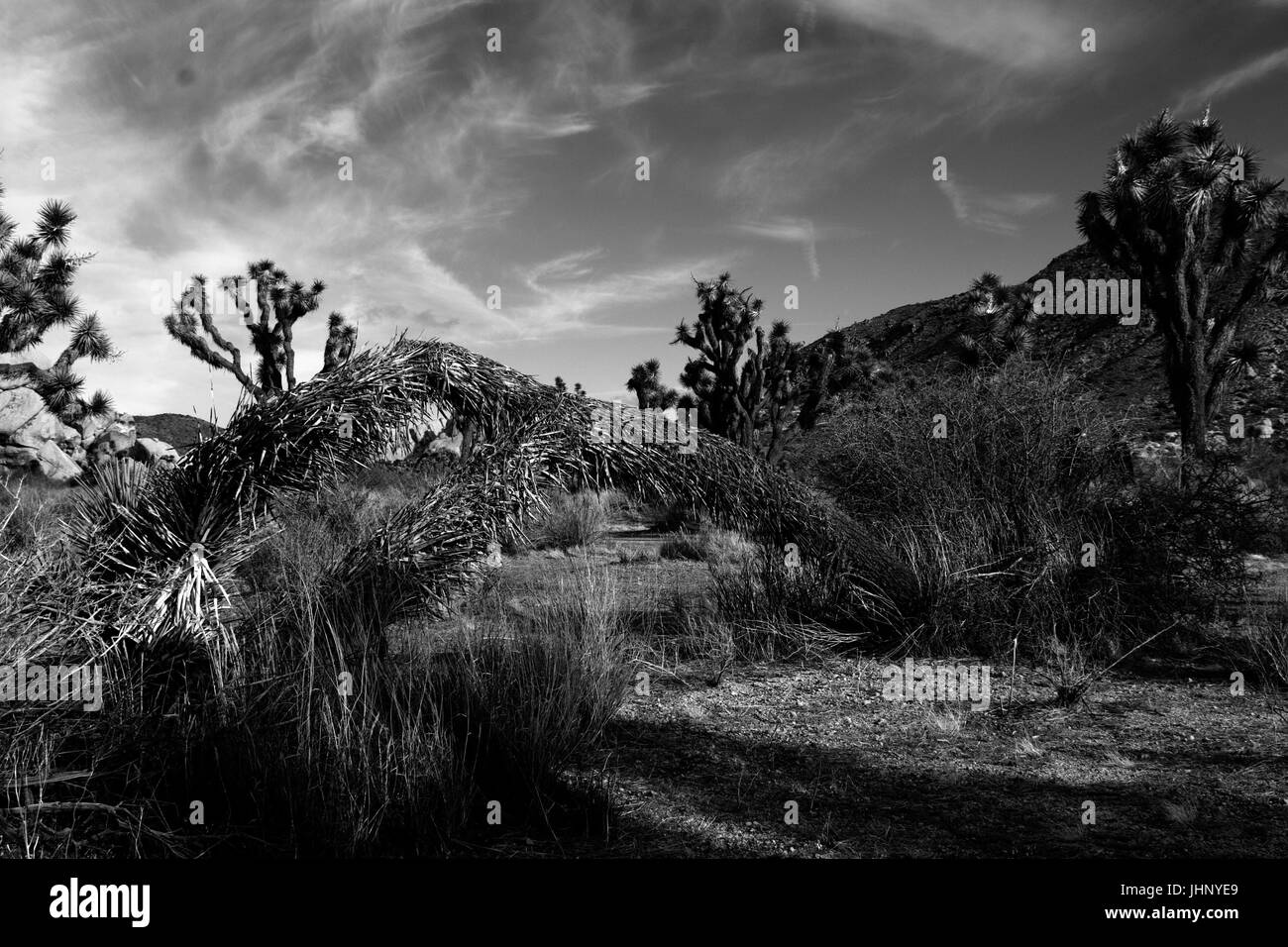 Parco nazionale di Joshua Tree, Palm Springs, Stati Uniti d'America Foto Stock