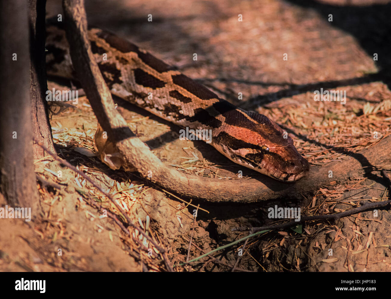 Indian rock o python python indiano, (Python molurus), di keoladeo ghana national park, bharatpur Rajasthan, India Foto Stock