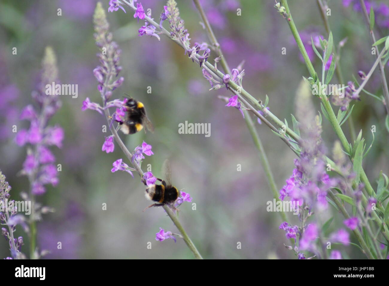 Api su lavanda Foto Stock