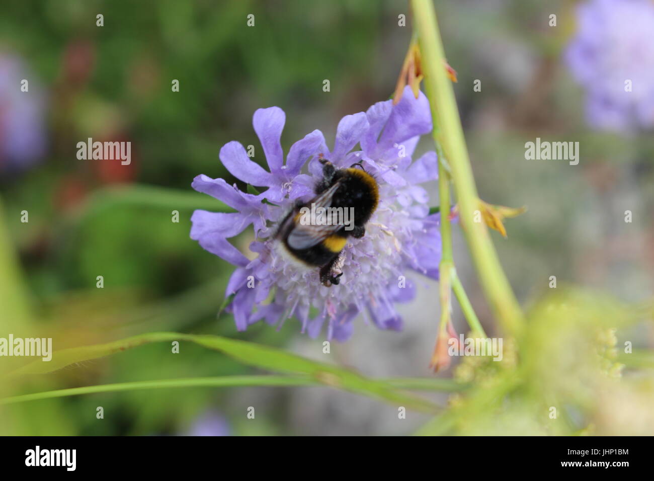 Bombus lucorum, bianco-tailed bumblebee Foto Stock