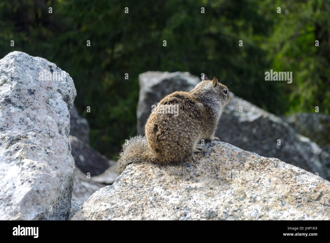 In prossimità di uno scoiattolo seduto su una roccia nel Parco Nazionale di Yosemite - Fotografia di Paolo Toillion Foto Stock