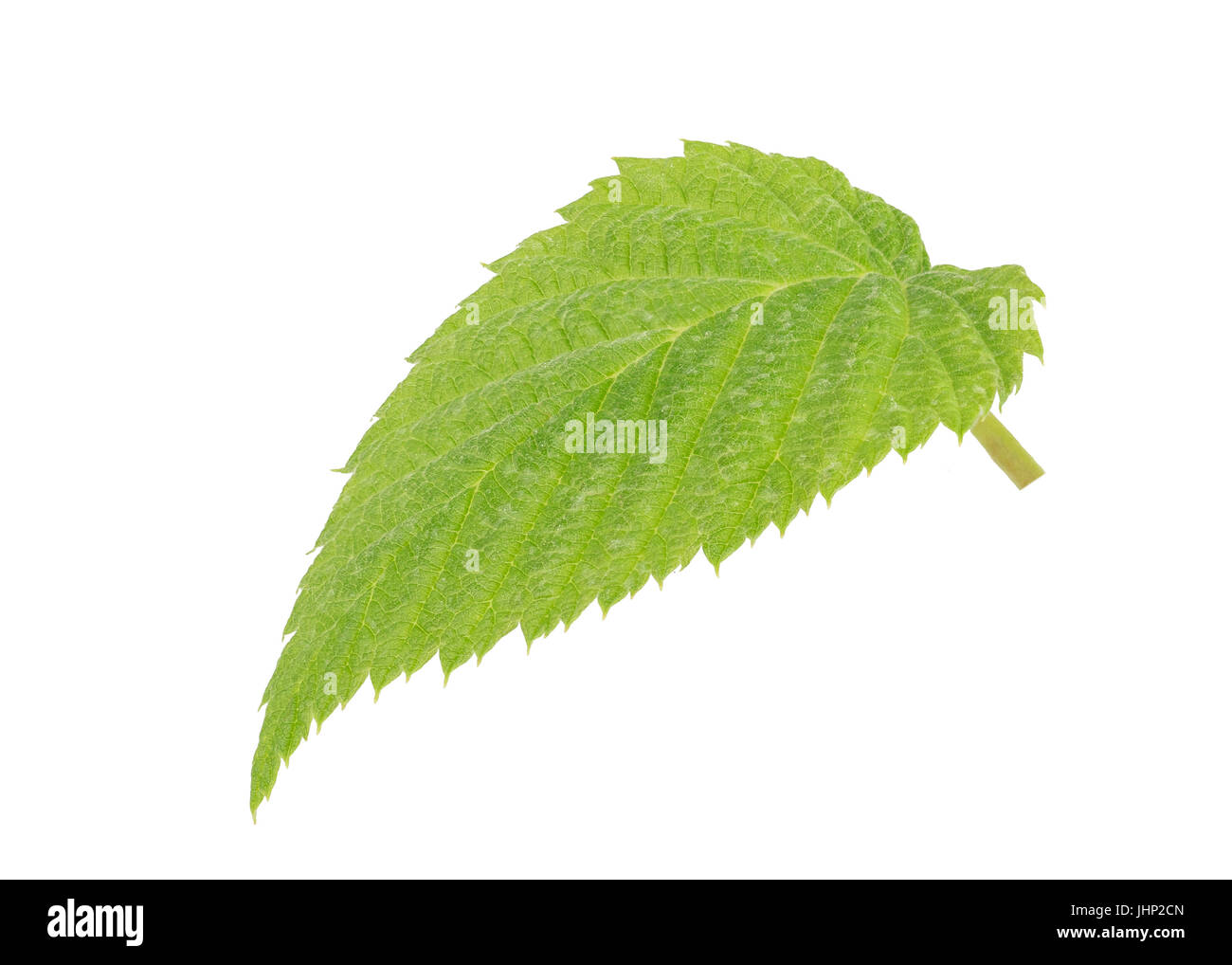 Un pezzo di verde foglia di lampone isolati su sfondo bianco in tutta la profondità di campo con il percorso di clipping. Foto Stock