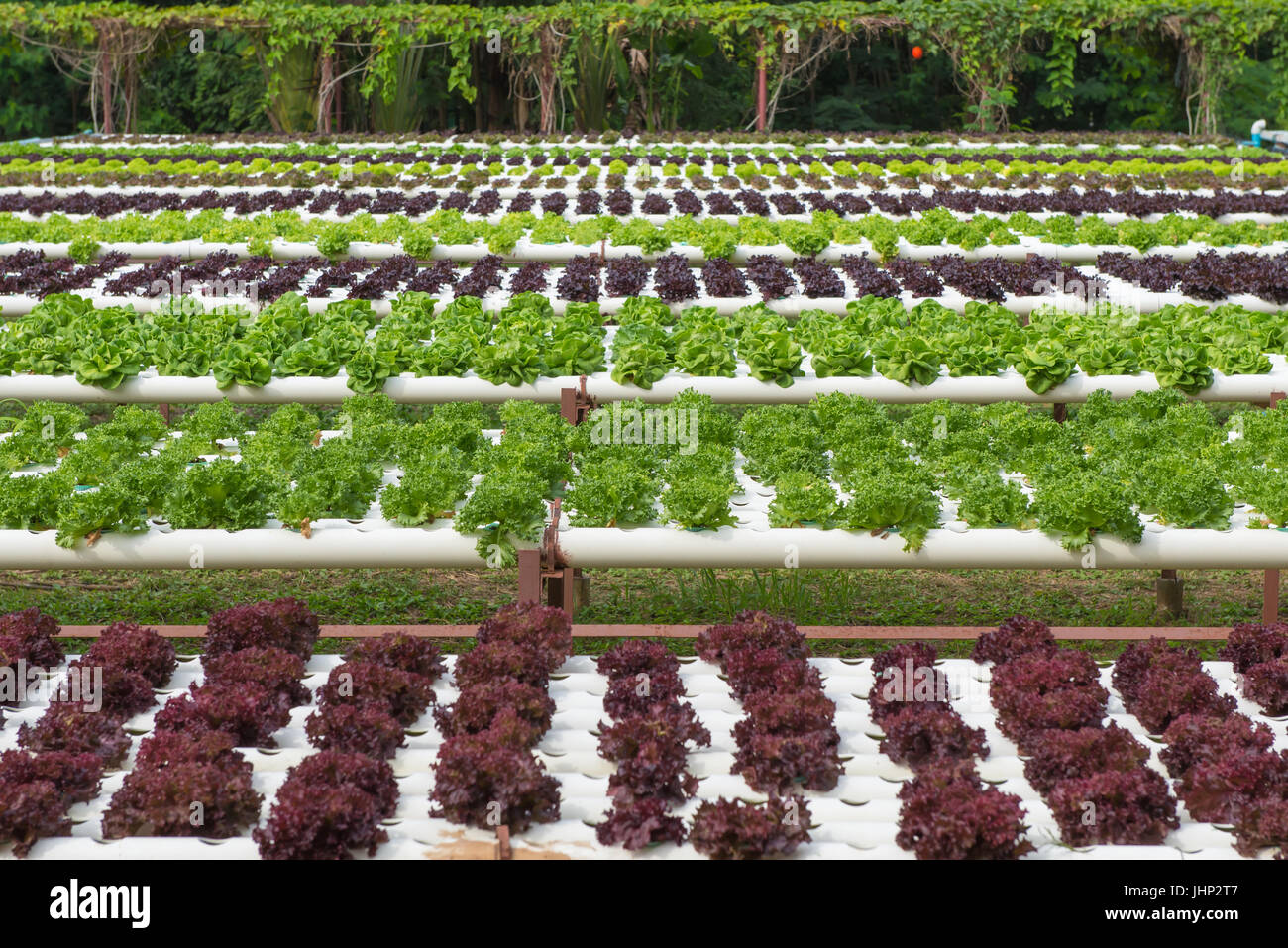 Organici Vegetali idroponici nella coltivazione farm. Foto Stock