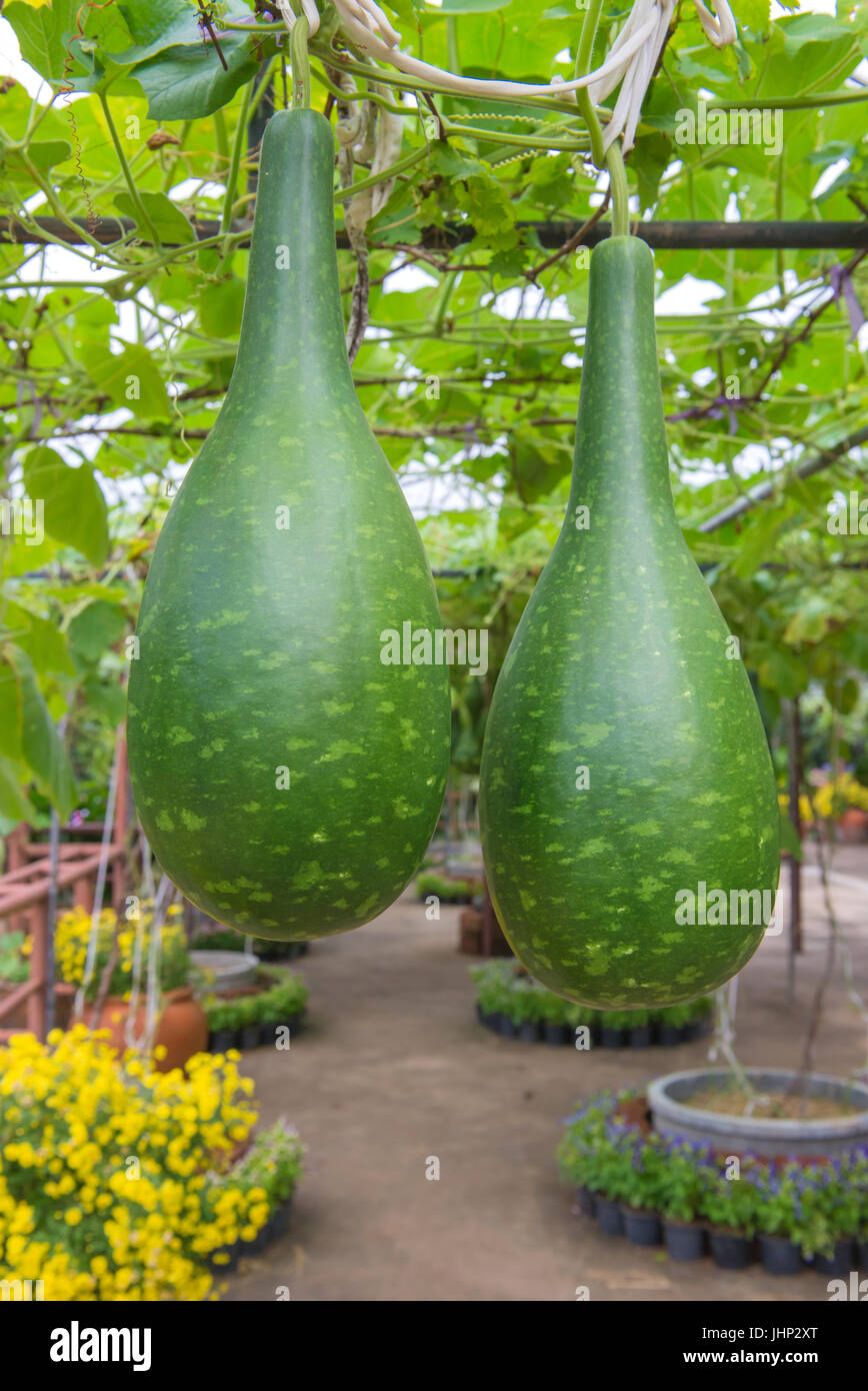 Appendere il melone invernale nel giardino o cera gourd, Chalkumra in fattoria. Foto Stock