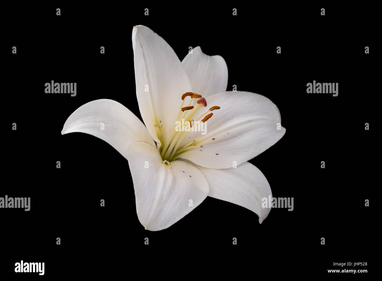 Giglio Bianco fiore (Lilium candidum) su sfondo nero Foto Stock