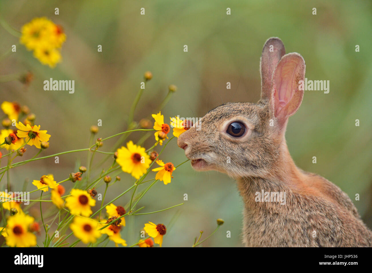 Deserto silvilago (Sylvilagus audobonii) mangiare fiori, Quinta Mazatlan, McAllen, Texas, Stati Uniti d'America Foto Stock