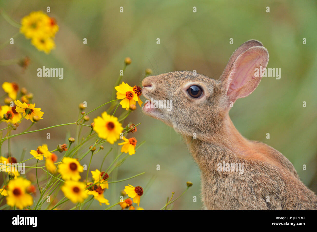 Deserto silvilago (Sylvilagus audobonii) mangiare fiori, Quinta Mazatlan, McAllen, Texas, Stati Uniti d'America Foto Stock