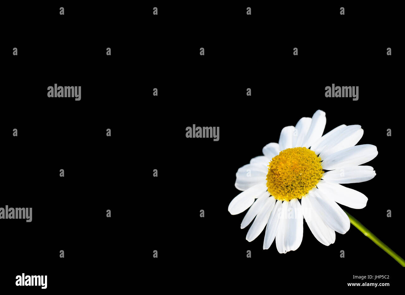 Bellissimo fiore a margherita isolato nell angolo in basso a destra, contro nero con spazio di copia Foto Stock