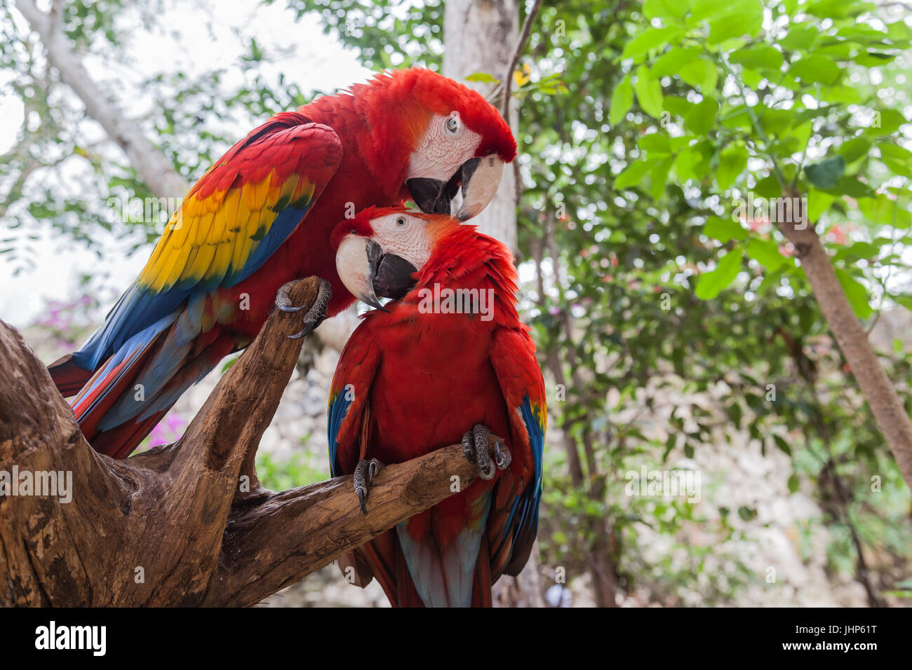 Uno Scarlet Macaw (Ara macao) pulisce un altro sul ramo. Messico Foto Stock