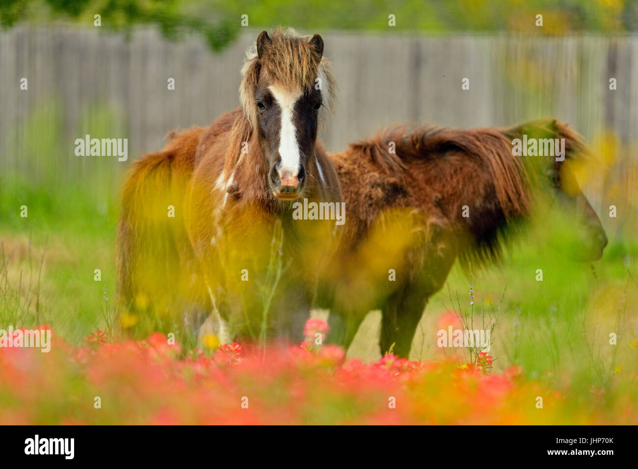 Pony in un pascolo con Texas fiori selvatici in fiore. Seguin Texas, Stati Uniti d'America Foto Stock