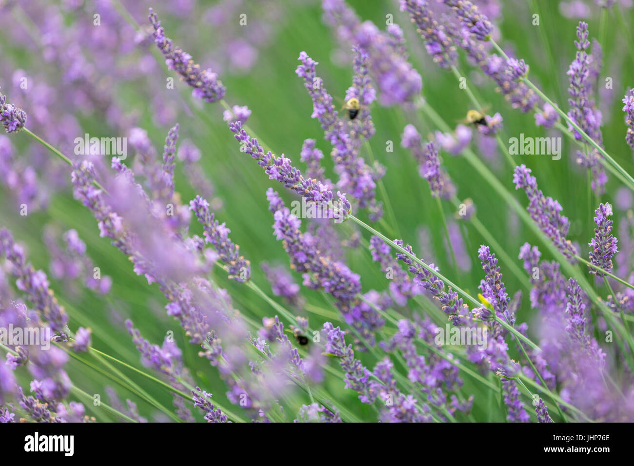 Dettaglio immagine di lavanda con le api in una fattoria in Sag Harbor, NY Foto Stock