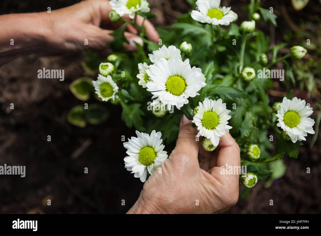 Tagliate le mani della donna senior toccando i fiori bianchi a backyard Foto Stock