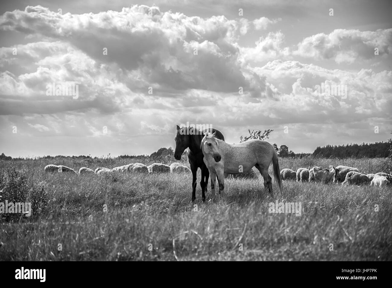 Marrone e bianco cavalli e pecore al pascolo sul prato. Vintage in bianco e nero Foto Stock