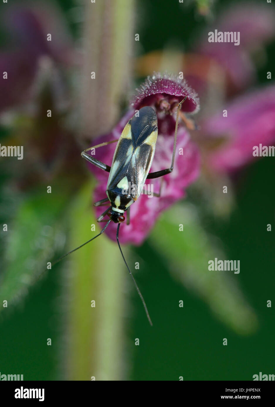 Un impianto di Bug - Grypocoris stysi sugli hedge Woundwort - Stachys sylvatica Foto Stock