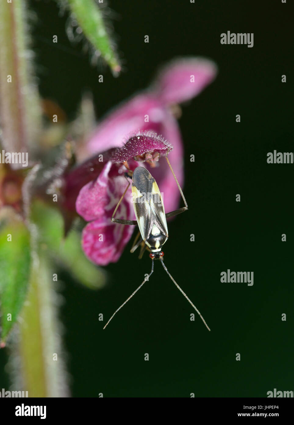 Un impianto di Bug - Grypocoris stysi sugli hedge Woundwort - Stachys sylvatica Foto Stock