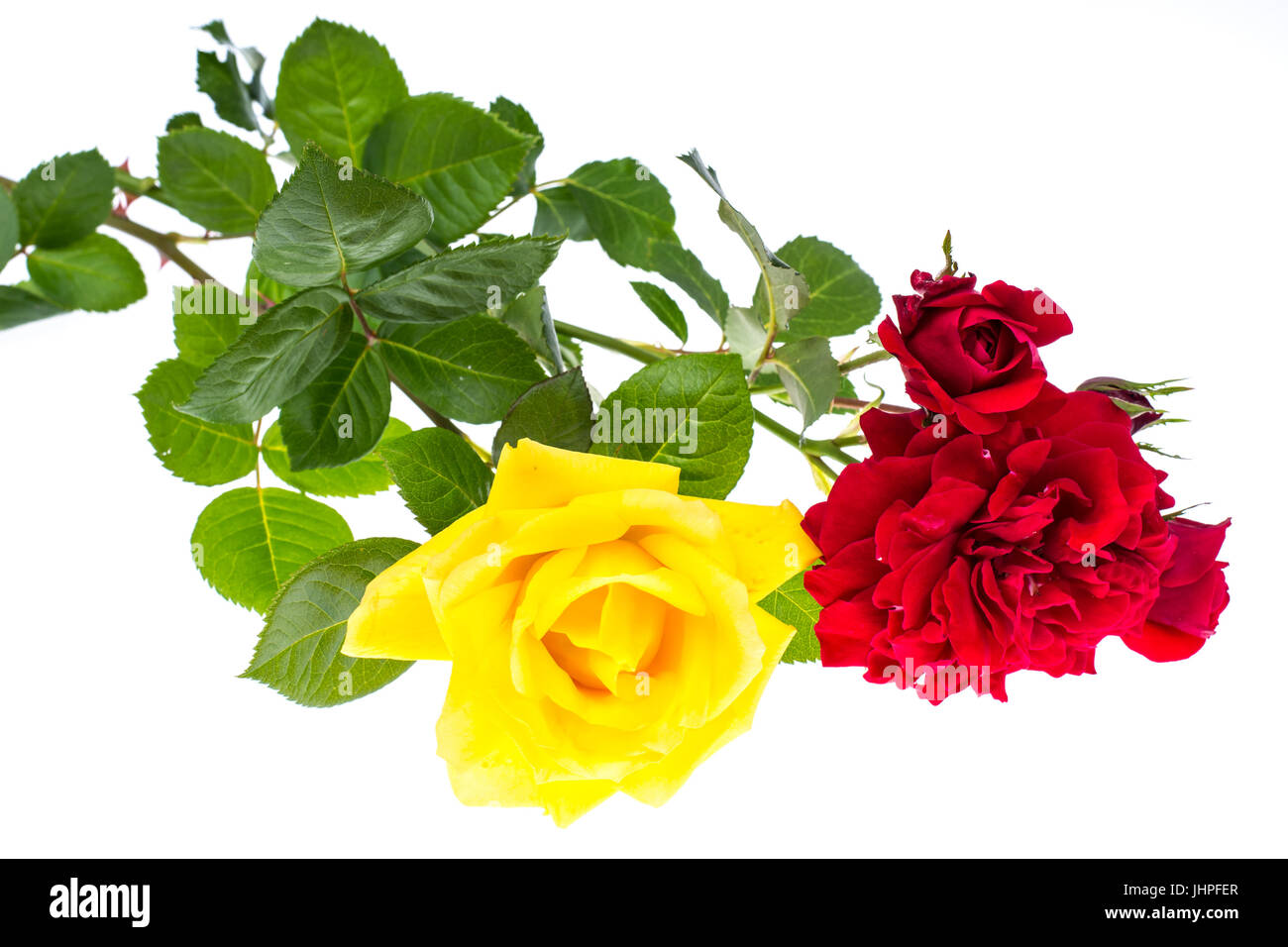 Due rose rosse e giallo su sfondo chiaro. Foto Studio Foto Stock