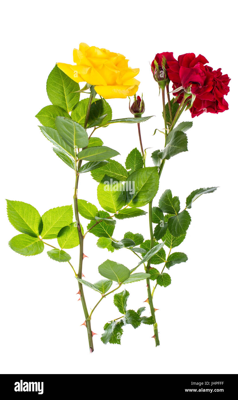 Due rose rosse e giallo su sfondo chiaro. Foto Studio Foto Stock
