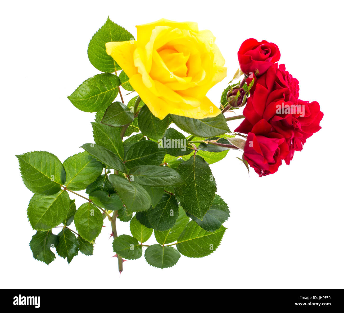 Due rose rosse e giallo su sfondo chiaro. Foto Studio Foto Stock