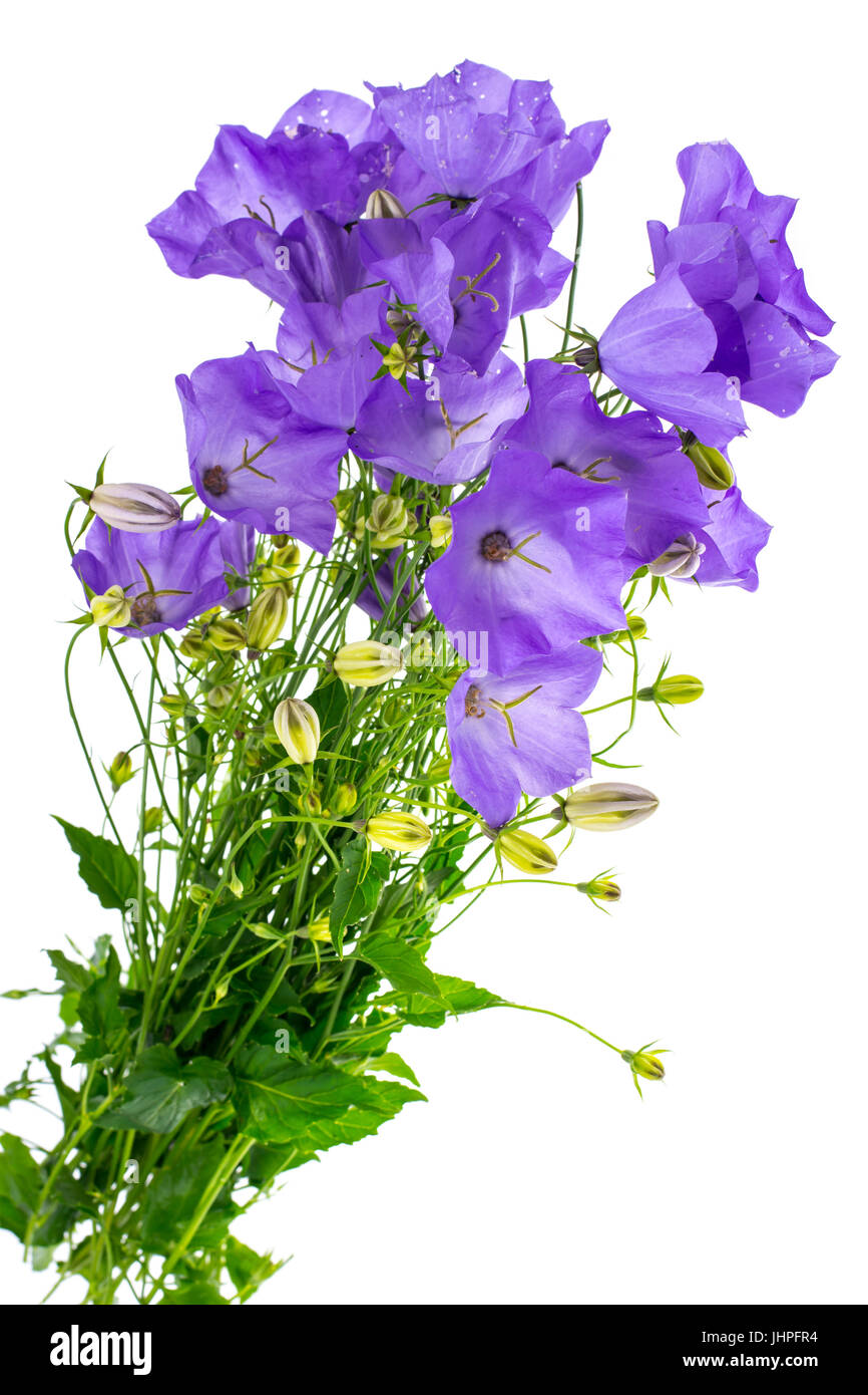 Blu fiori selvatici campane su sfondo bianco. Foto Studio Foto Stock