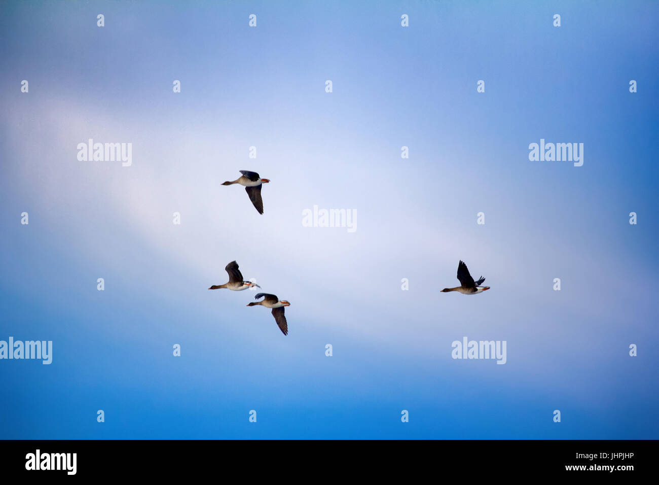 Foresta-allevamento bean goose (Anser fabalis fabalis) - gregge (maschio è maggiore) di allevamento di oche battenti intorno a. Foto per identificare gli uccelli in volo (fo Foto Stock