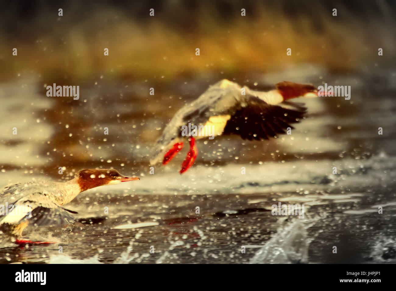 Difficile il decollo diving uccelli. Dynamic shot: smergo maggiore ( Mergus merganser), esecuzione di avviare delle fontane spray Foto Stock