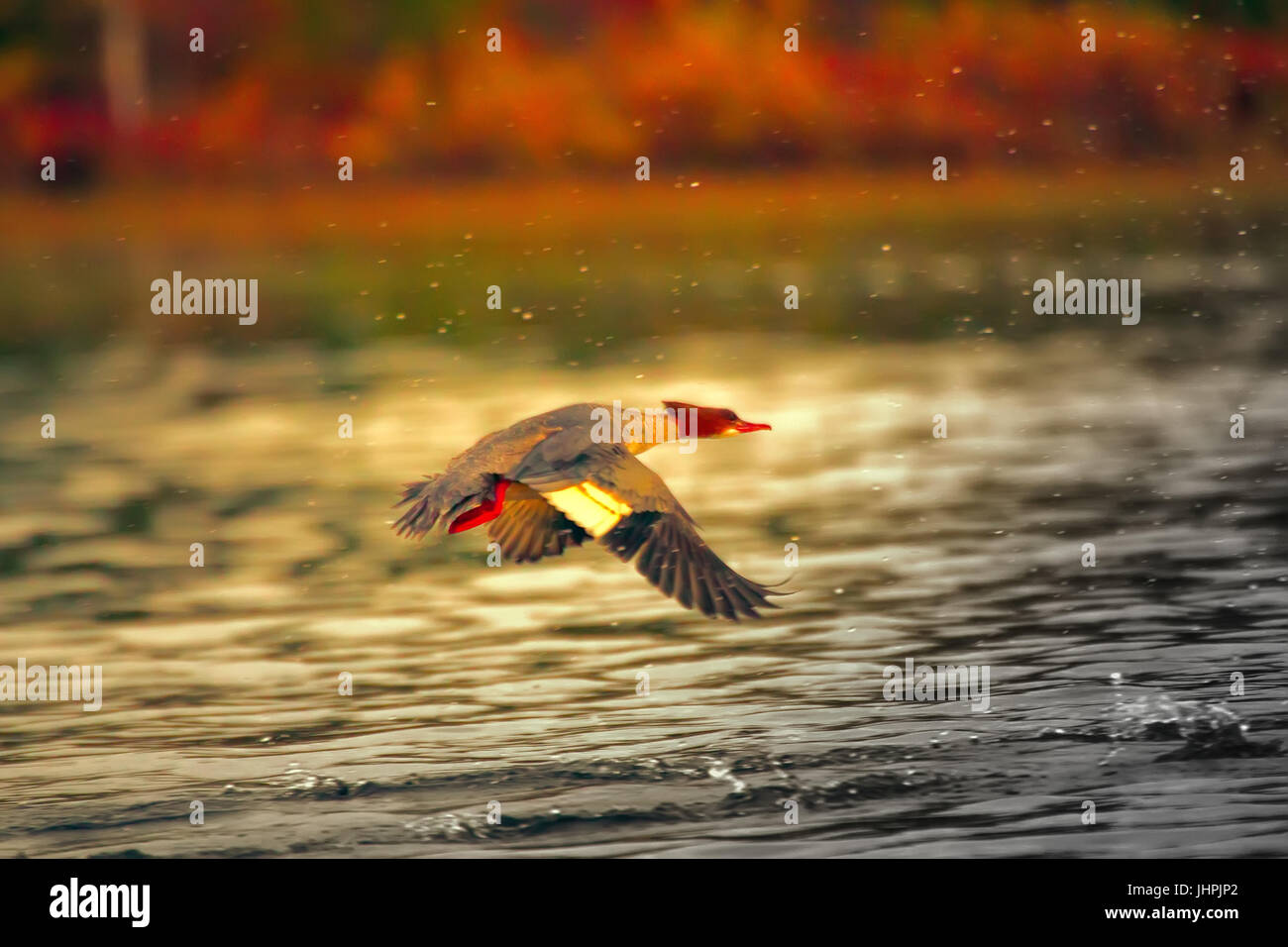 Difficile il decollo diving uccelli. Dynamic shot: smergo maggiore ( Mergus merganser), esecuzione di avviare delle fontane spray Foto Stock