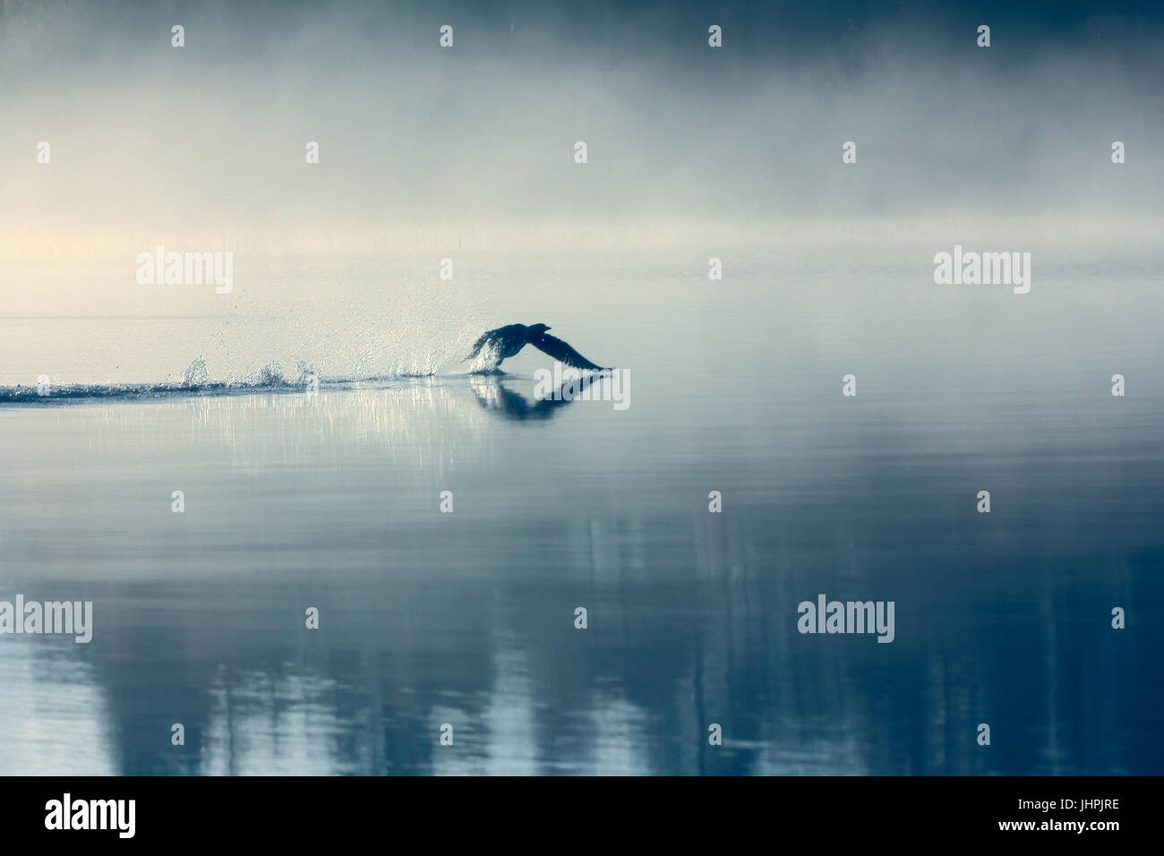 Paesaggio di primavera con Loon (nebbiosa mattina). Gli uccelli sono stati sparsi sulle acque del lago nel Bosco nebbioso. Immagine ha valore artistico. Stile arte della fotografia. HDR- Foto Stock