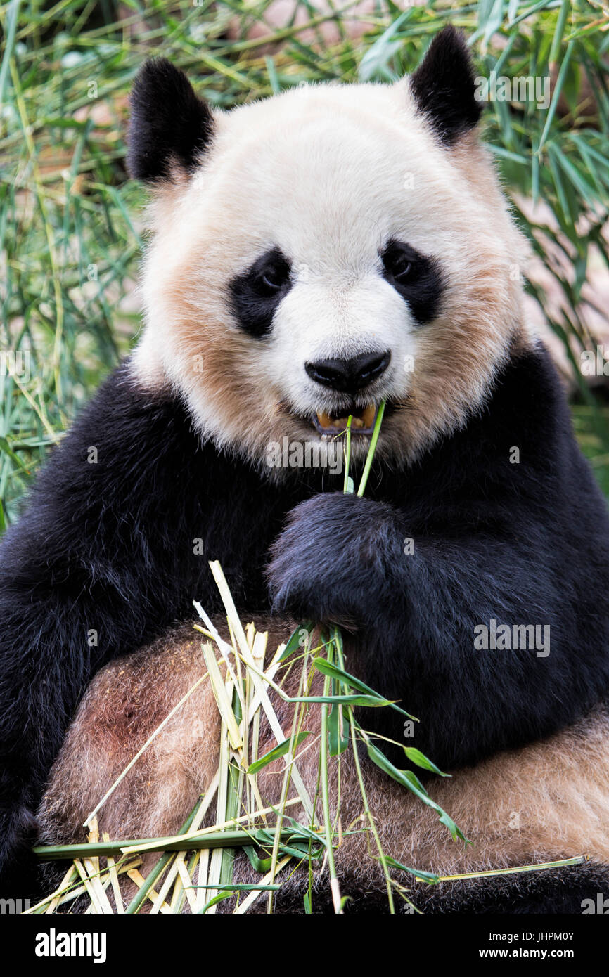 Adulto Panda Gigante di mangiare il bambù a Chengdu Research Base del Panda Gigante Allevamento, Chengdu, Cina Foto Stock