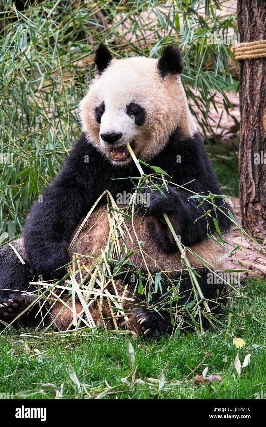 Adulto Panda Gigante di mangiare il bambù a Chengdu Research Base del Panda Gigante Allevamento, Chengdu, Cina Foto Stock