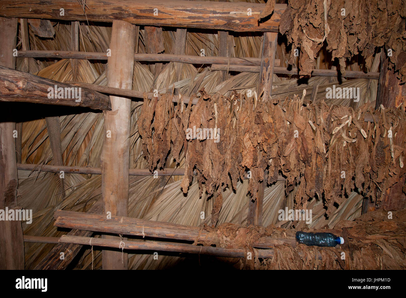Cubano di foglie di tabacco essiccazione in un capanno vicino Vinalles, Cuba Foto Stock
