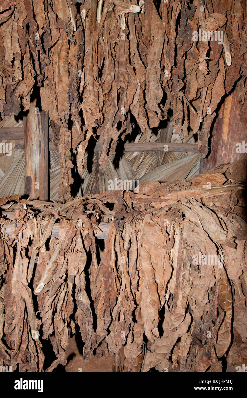 Cubano di essiccazione delle foglie di tabacco per sigari in un capannone di asciugatura vicino Vinalles Cuba Foto Stock