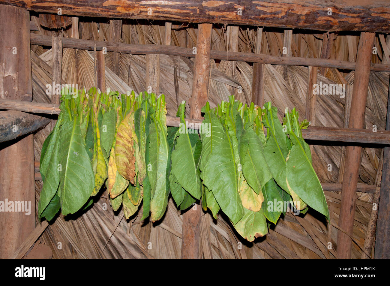Foglie di tabacco essiccazione in un capannone vicino Vinalles in Cuba Foto Stock