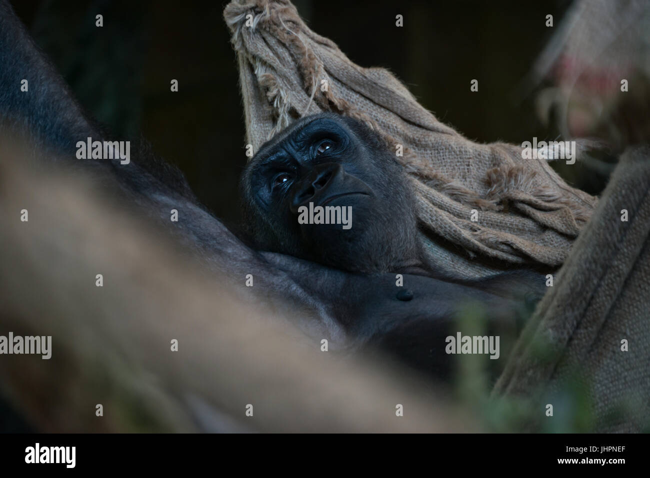 Gorilla giacente in corda amaca cercando Foto Stock