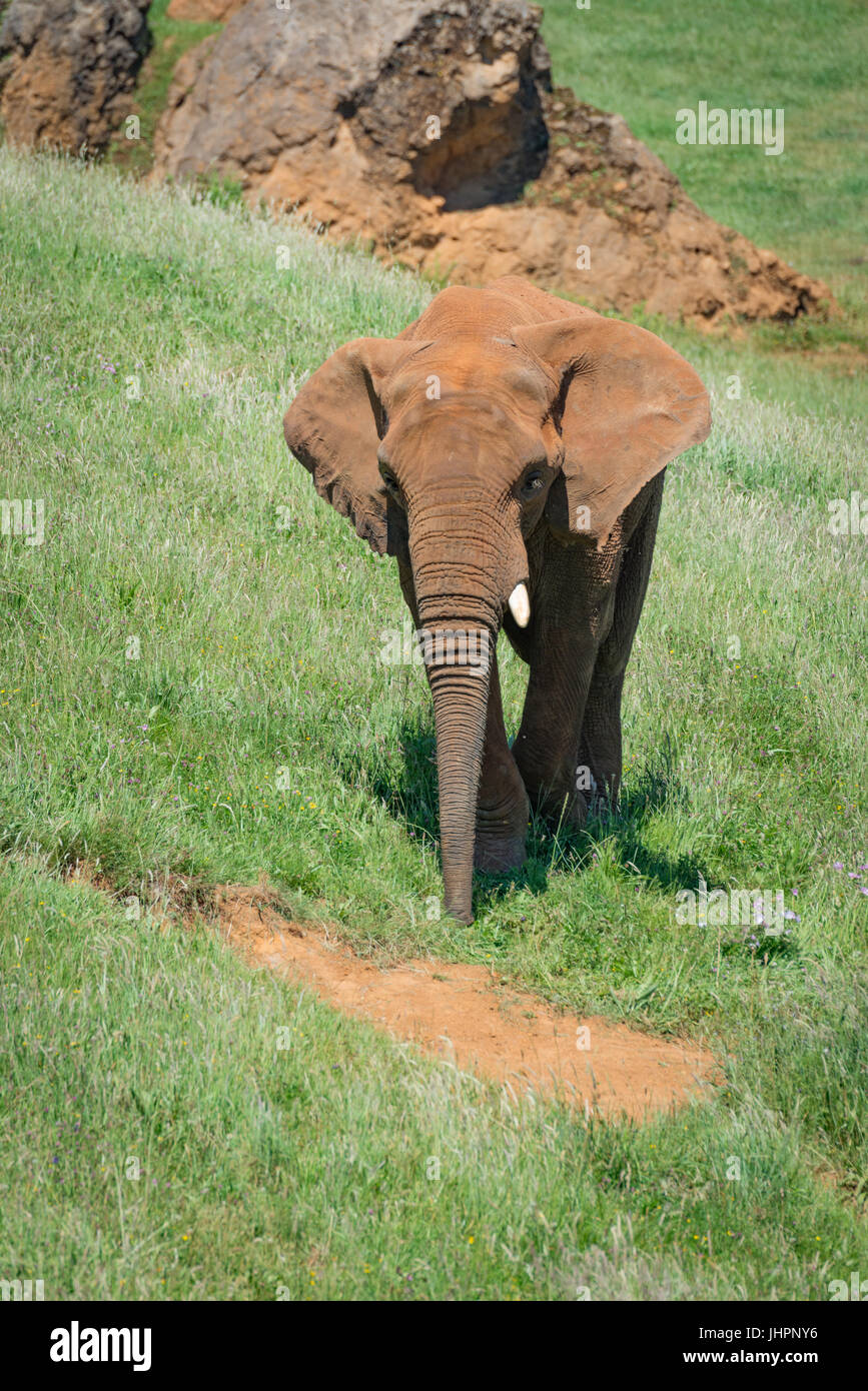 Elephant coperto di rosso passa la polvere di rocce Foto Stock