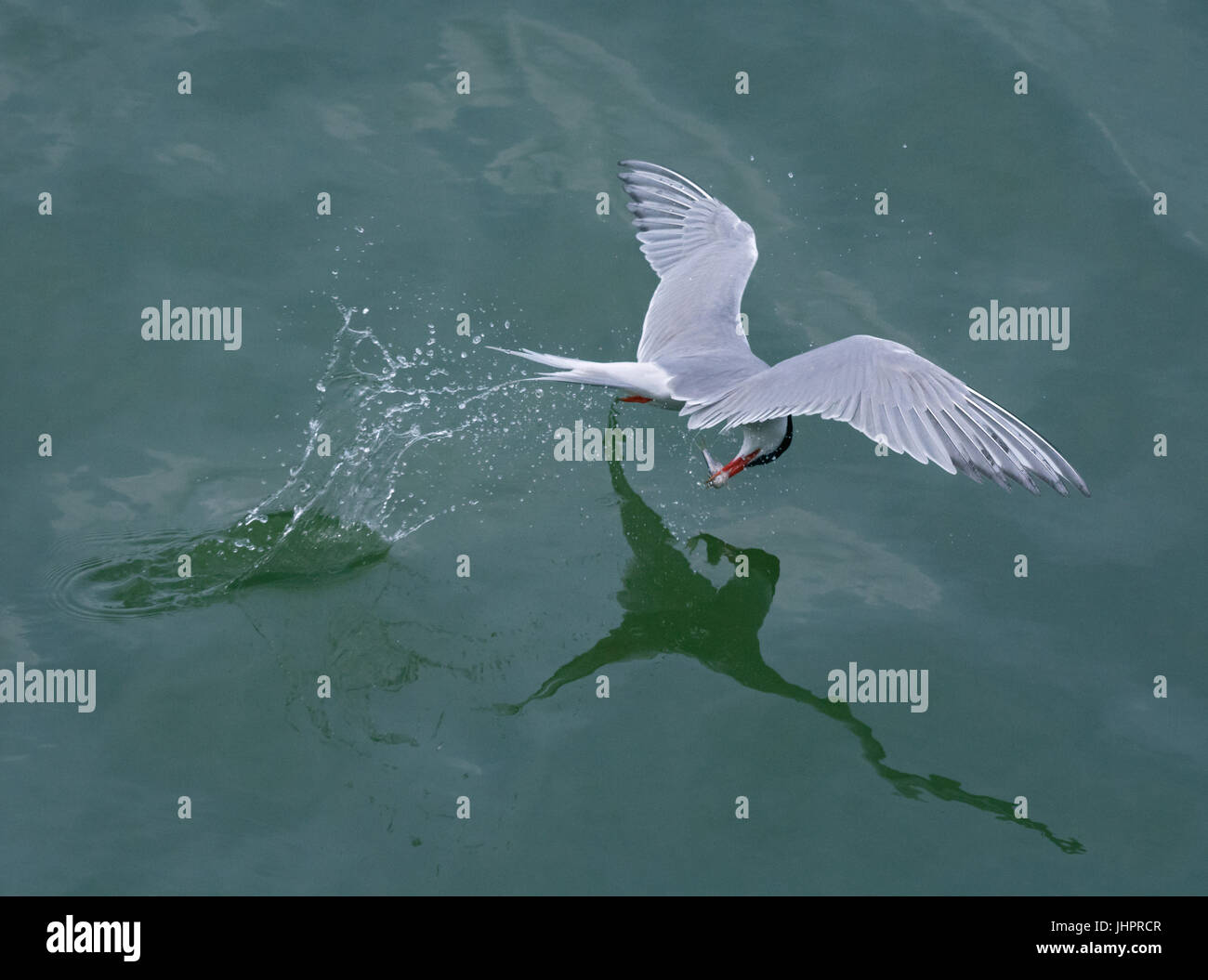 Common tern, Sterna hirundo, in volo con la preda Foto Stock